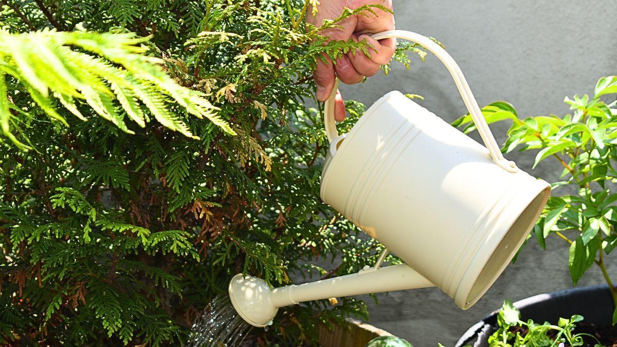 A hand holds a watering can and pours water onto a cedar bush, which is planted in a large pot.