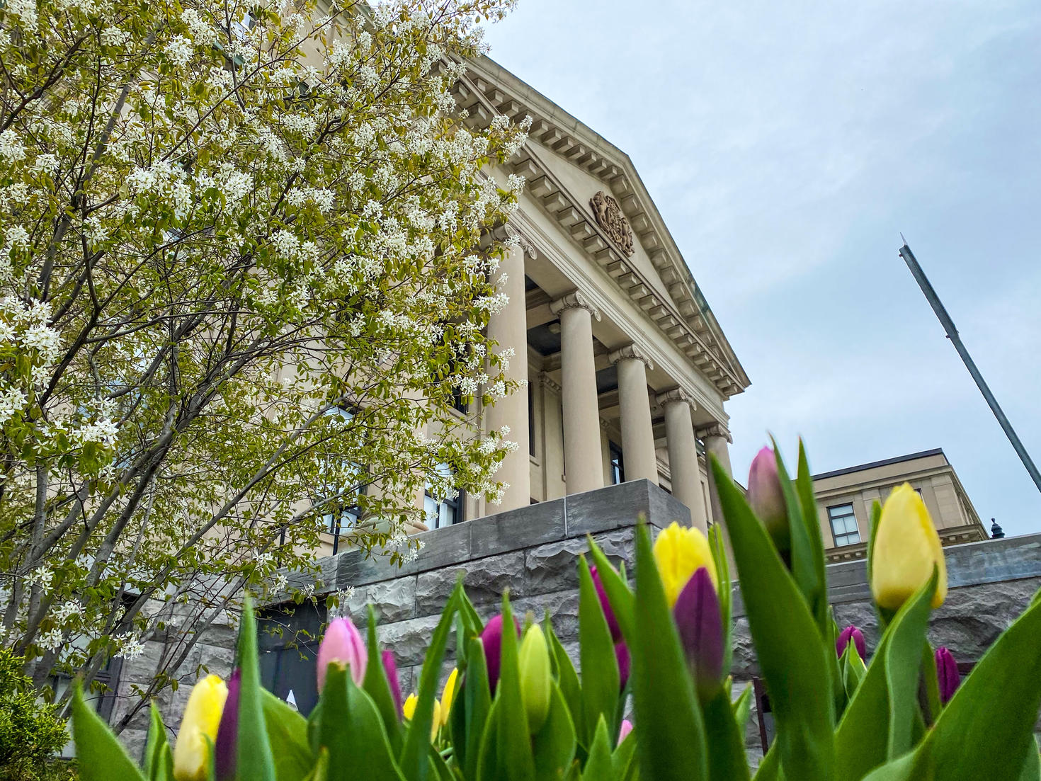 Tulipes devant le Pavillon Tabaret.