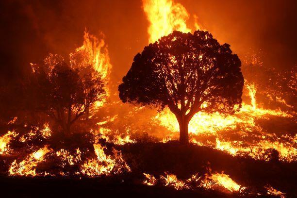 Forest fire
