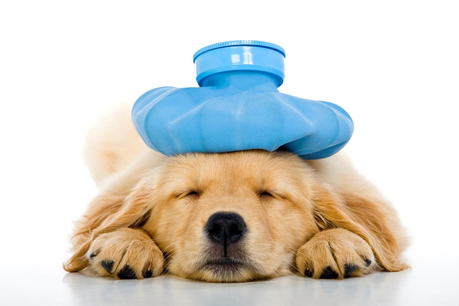 Sick dog