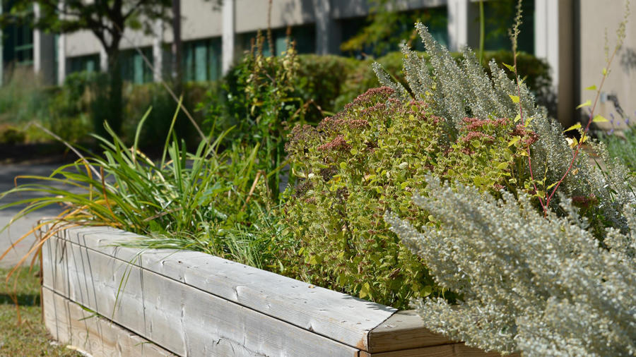 Close up of Indigenous Garden