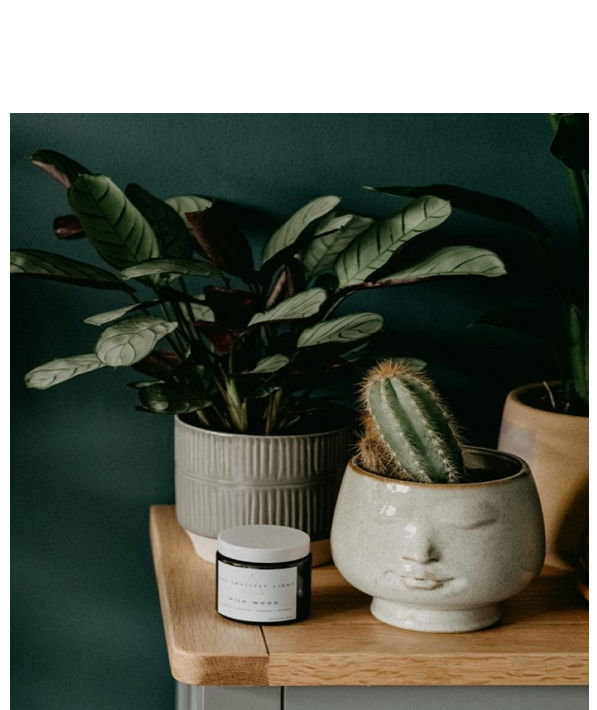 plants