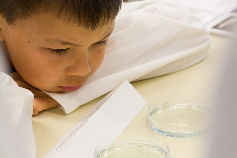 A young boy closely examining a petrie dish.