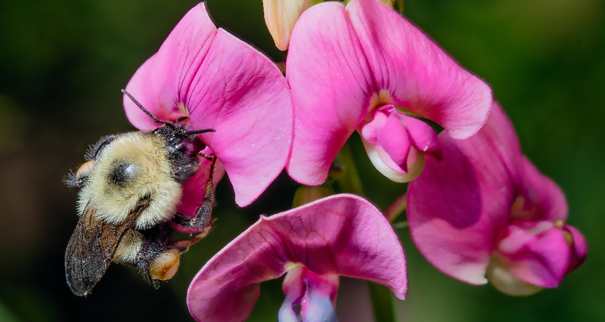 Bombus impatiens (the Common Eastern Bumble Bee)