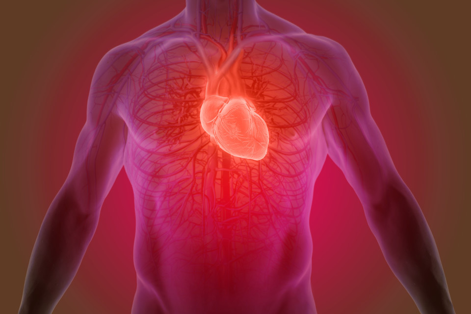 A diagram of the heart within the human body.