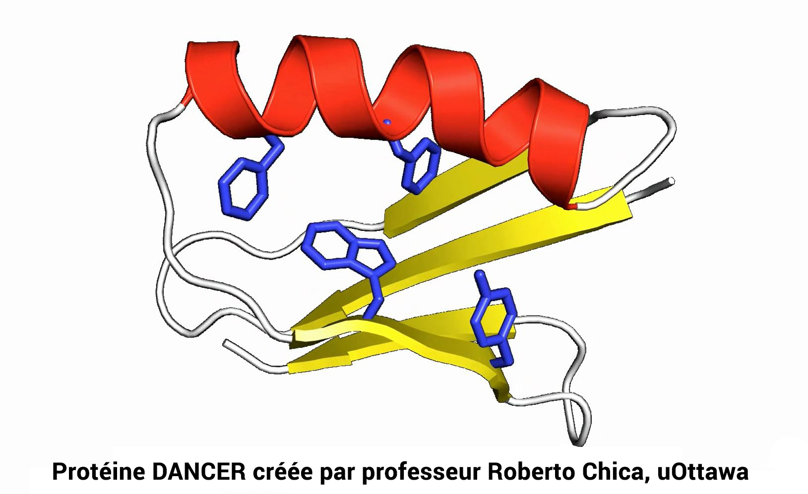 Protéine DANCER créée par professeur Roberto Chica uOttawa