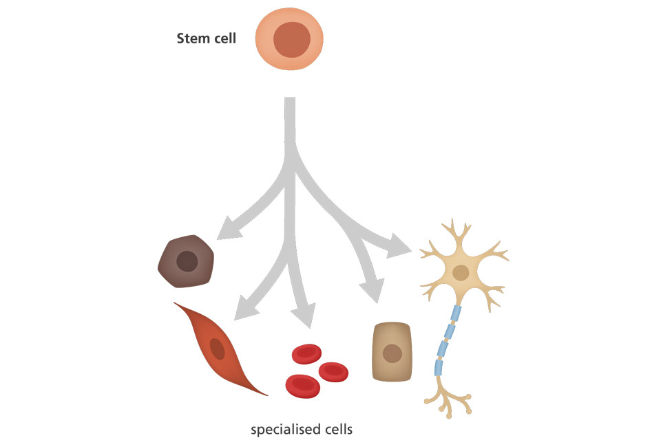 Graphic of stem cells