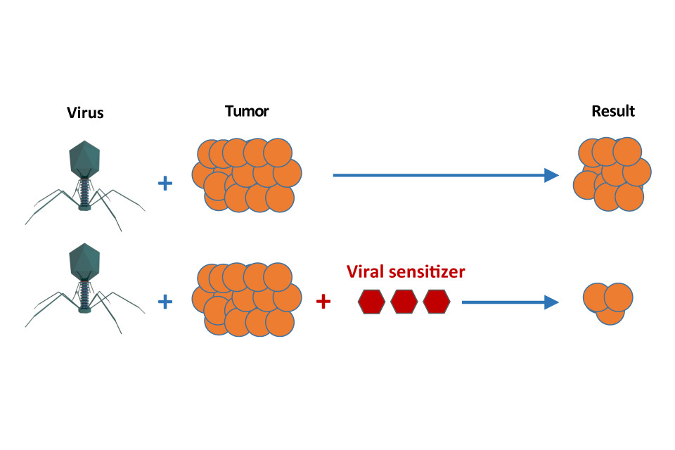 A diagram explaining how viral sensitizers help shrink tumours.