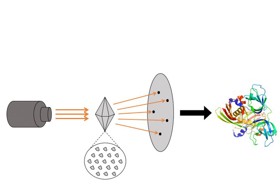 Un diagramme qui démontre un cristal composé d’un ensemble organisé de protéines irradié par des rayons X, les rayons X diffractés pour créer un motif à l’écran, et le motif analysé pour générer un modèle de protéine tridimensionnel.