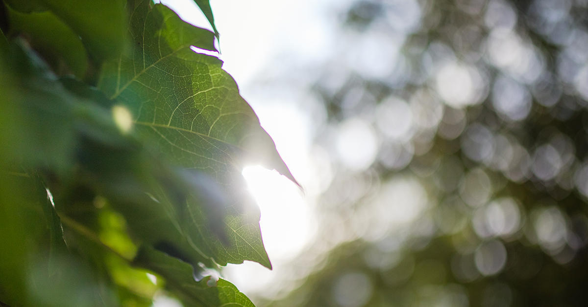 sunlight shines through the close up of ivy on a wall