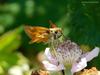 Butterfly on a flower