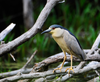 Black-crowned Night Heron